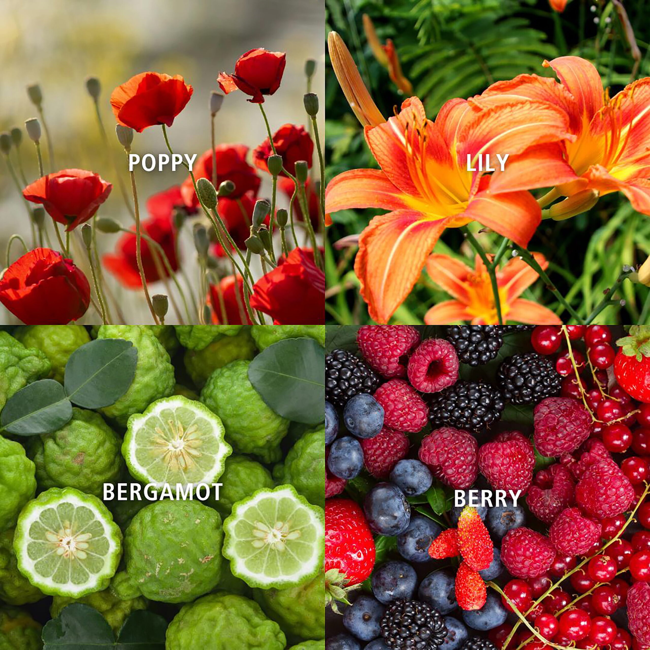 Home Decor Collection 3-Wick Moon Bowl Scented Jar Candle, Santal Fluer & Amber, 21.3 oz. - Image 15